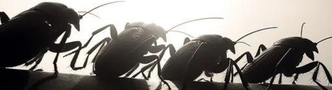 Baratas em Seu Restaurante? O que Fazer! 24 HORAS